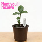 Grand Duke Jasmine Plant Live, Jasminum Sambac, 5–8 Inch Tall, Fragrant Arabian Jasmine, Well-Rooted Starter Plant, Indoor Outdoor Flowering Plant, Easy Care