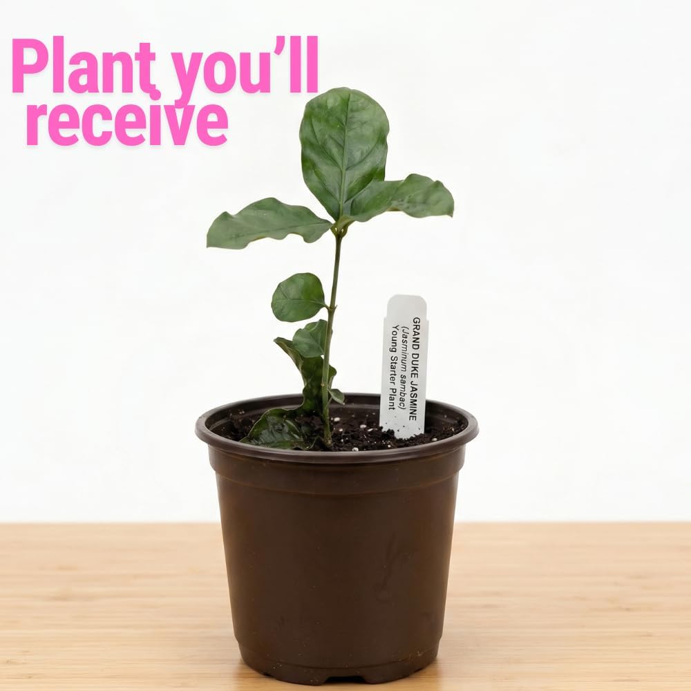 Grand Duke Jasmine Plant Live, Jasminum Sambac, 5–8 Inch Tall, Fragrant Arabian Jasmine, Well-Rooted Starter Plant, Indoor Outdoor Flowering Plant, Easy Care