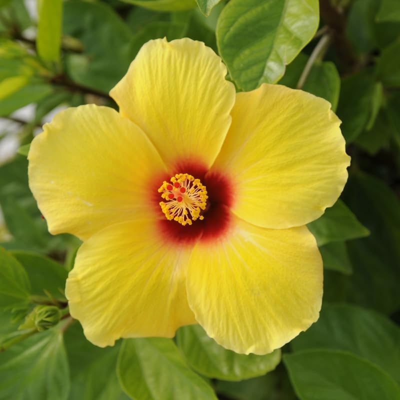 2 Tequila Tropical Hibiscus Plants Live, 6-10" Tall Hibiscus Tree (No Pot), Easy Care Perennial Flower Plant, Ideal for Gardens & Patio