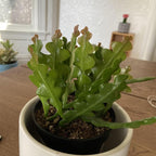 RIC Rac Cactus Live Plant in 3" Inch Pot | Distinctive Fishbone-Shaped Trailing Foliage | Low-Maintenance Indoor Cactus for Shelves and Hanging Displays