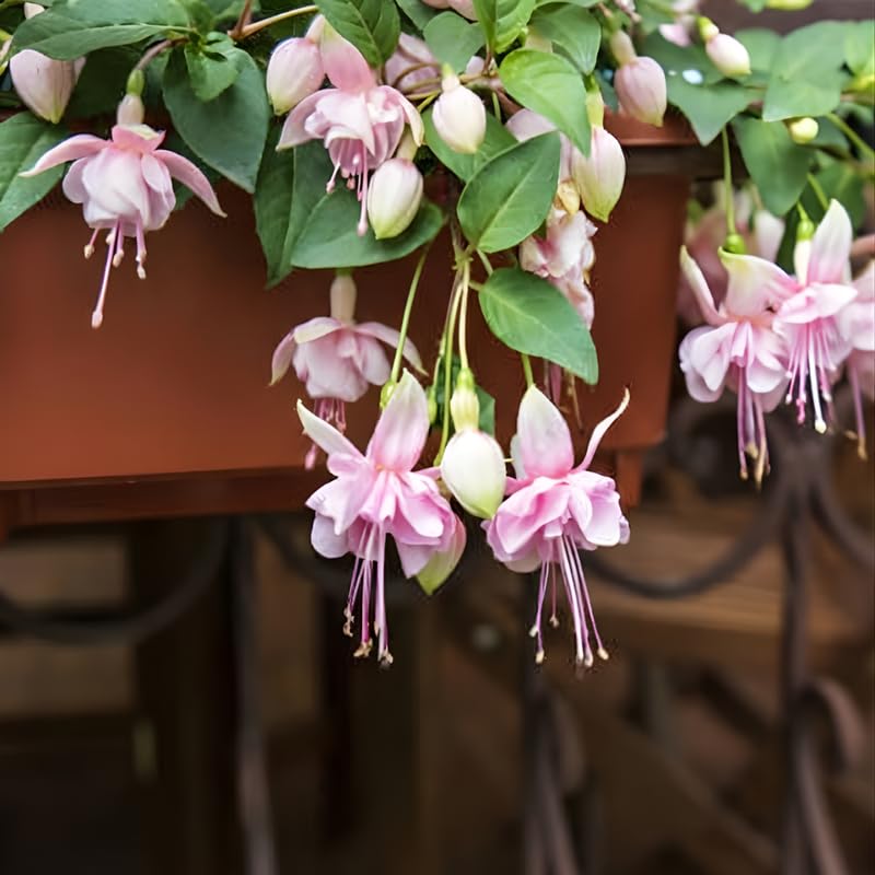 Fuchsia Plants Live, Gold and Red Foliage, 6-12 Inch Tall, Autumnale Variety, Trailing Flowering Plant, Ideal for Hanging Baskets