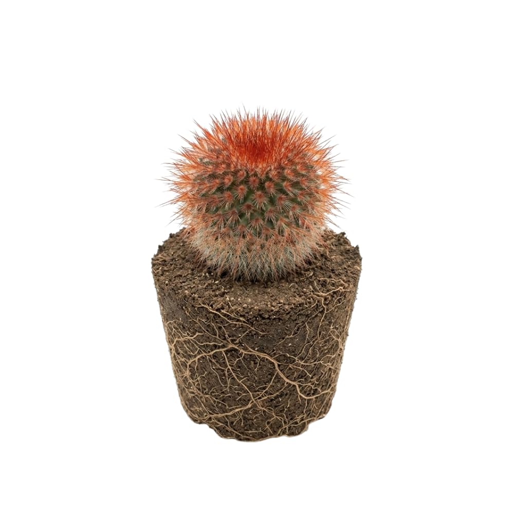 Live Cactus Plant Gymnocalycium Horstii Green Tomato, 4" Pot, Low Maintenance Rare Cactus, Drought Tolerant Houseplant for Indoor Décor, Windowsills & Succulent Collections