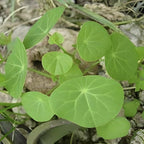 Stephania Cephalantha Caudex Live Plant in 2.5 – 3" Inch Pot | Beginner-Friendly Indoor Plant | Enhances Minimalist & Interiors | Thoughtful Gift for Plant Fans