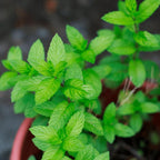 Chocolate Mint Plants Live Outdoor and Garden, Mint Plants Live in 3-Inch Pot, Cold-Hardy Mint Herb for Patios, Containers, and Ground Cover