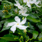 Confederate Star Jasmine Plant Live in 4 Inch Pot | Fast-Growing Fragrant Jasmin Plant for Indoor | Easy Care Flowering Plant for Home, Patio & Trellis