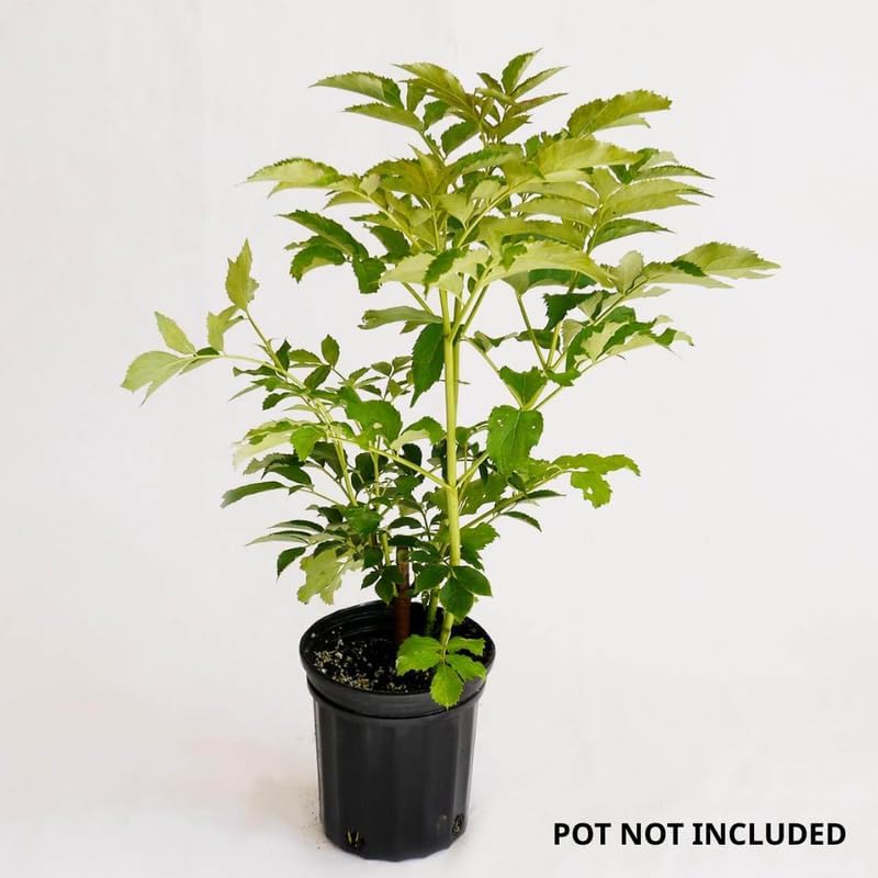 2 Elderberry Live Plants | 8-12 Inches Bare Root Rooted Cuttings | Black Sambucus Deciduous Fruit Shrub | Well-Rooted for Outdoor Garden and Landscape