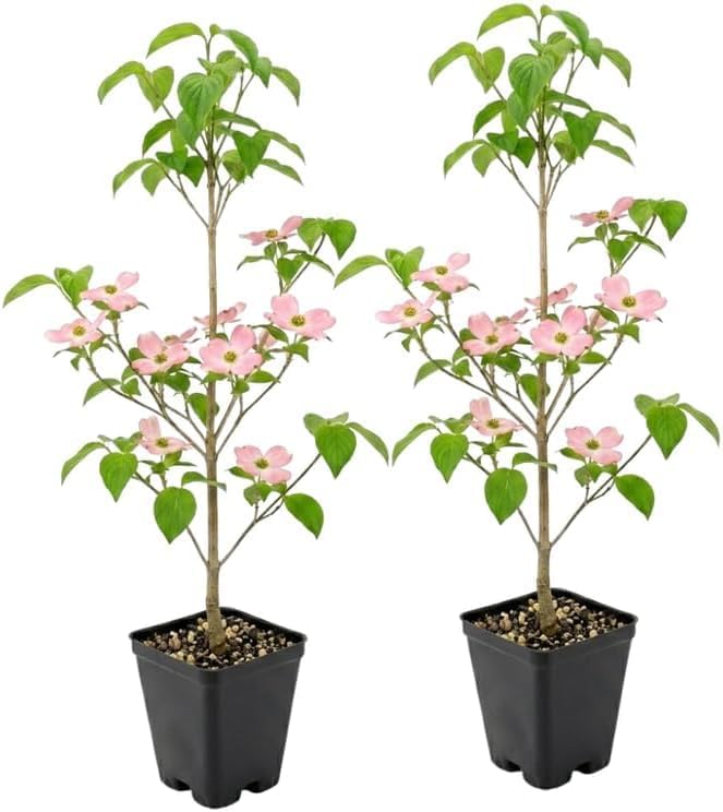 2 Pink Dogwood Tree, Cornus Florida Rubra, 6-12" Inch Tall in 2.5 Pot, Cold-Hardy Flowering Perennial, Low Maintenance Tree with Pink Blossoms