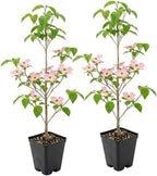 2 Pink Dogwood Tree, Cornus Florida Rubra, 6-12" Inch Tall in 2.5 Pot, Cold-Hardy Flowering Perennial, Low Maintenance Tree with Pink Blossoms