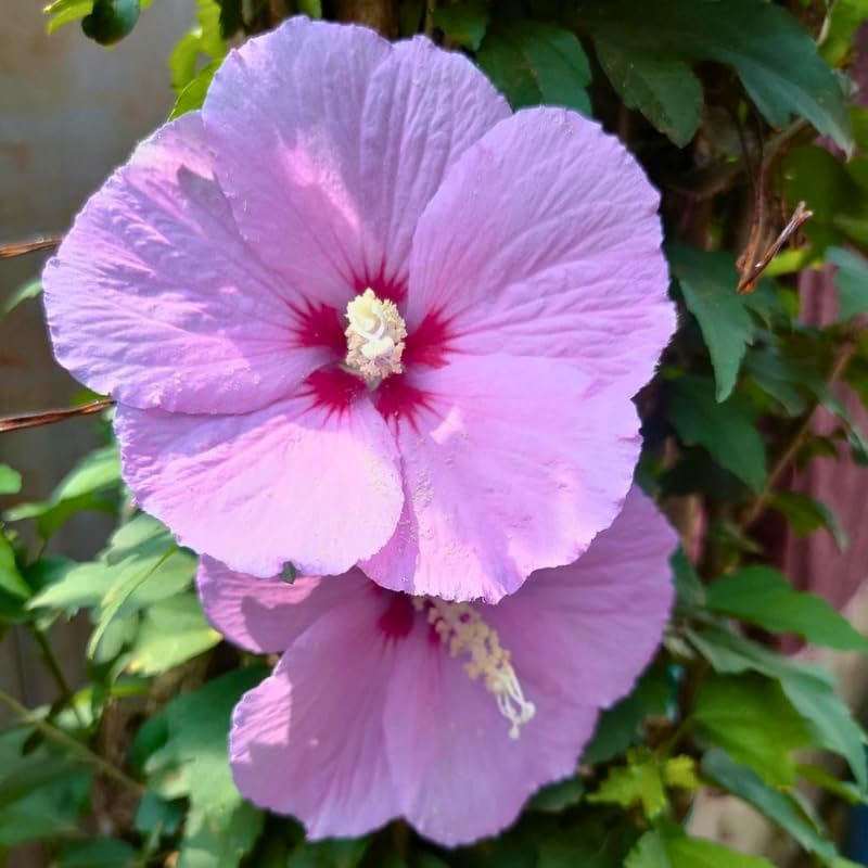 2 Purple Althea Live Plants (Rose of Sharon) | 12–18 Inch Tall Flowering Trees | Hardy Hibiscus Shrubs for Outdoor Planting, Landscaping & Garden Beds