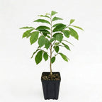 Pawpaw Live Plants, 12-18 Inch Tall, Quart Pot Asimina Triloba Native Fruit Trees, Deciduous Tropical Tree for Backyard