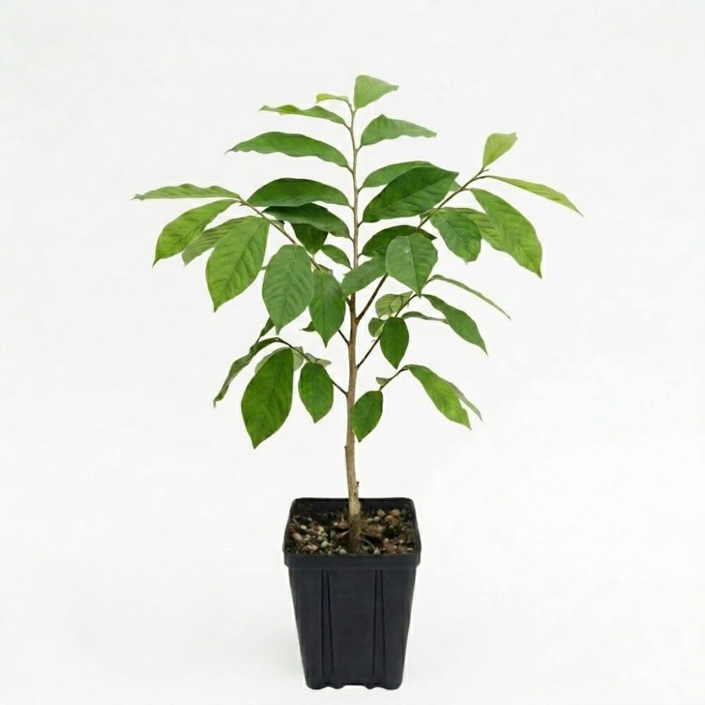 Pawpaw Live Plants, 12-18 Inch Tall, Quart Pot Asimina Triloba Native Fruit Trees, Deciduous Tropical Tree for Backyard