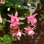Fuchsia Plants Live, Gold and Red Foliage, 6-12 Inch Tall, Autumnale Variety, Fast Growing Deciduous Flowering Shrub, Well-Rooted Plant