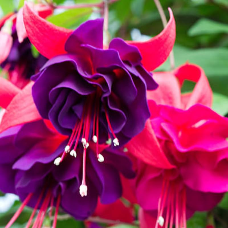 Fuchsia Plants Live, Gold and Red Foliage, 6-12 Inch Tall, Autumnale Variety, Trailing Flowering Plant, Ideal for Hanging Baskets