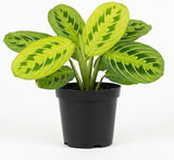 2 Lemon Lime Prayer Plant Live, 4 Inch Pot Size, Potted Indoor Plant, Low Maintenance Foliage Plant for Bright Indirect Light