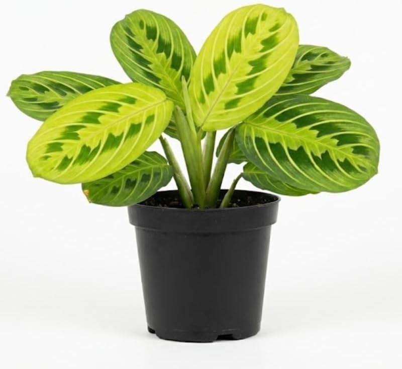 2 Lemon Lime Prayer Plant Live, 4 Inch Pot Size, Potted Indoor Plant, Low Maintenance Foliage Plant for Bright Indirect Light