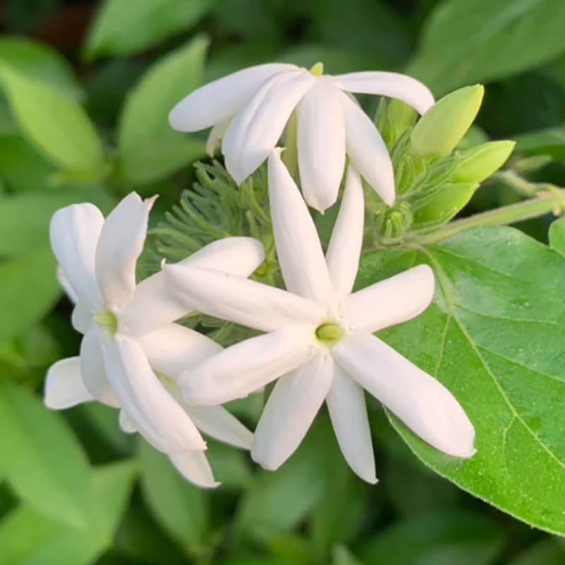Belle of India Jasmine Plant Live | Size 4 to 5 Inch Tall | Housewarming Friendship Gifts for Women Best Friend Presents for Mom Birthday Gift for New Home