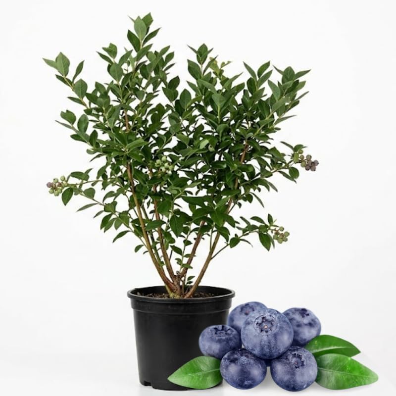 (No Ship to CA, HI, AK) Austin Blueberries Trees Live Plants, 1-2 Feet Tall (2 Gal Pot), Sweet Blue Berries Live Plants for Planting Outdoor, No Ship to CA,HI,AK