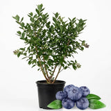 Austin Blueberries Trees Live Plants, 1-2 Feet Tall (2 Gal Pot), Sweet Blue Berries Live Plants for Planting Outdoor, No Ship to CA,HI,AK