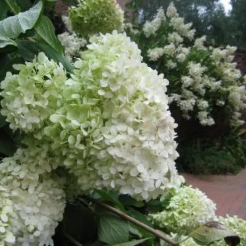 2 Limelight Hydrangea Tree Live Plants | 1-2ft Bare Root Seedlings | Low Maintenance Flowering Shrub | Well-Rooted Plants for Landscapes