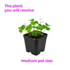 Oxalis Plant 4-6" Tall in Small Pot, Shade Loving Shamrock Plant, Vibrant Green Triangular Foliage, Hardy Perennial for Shade Gardens & Containers