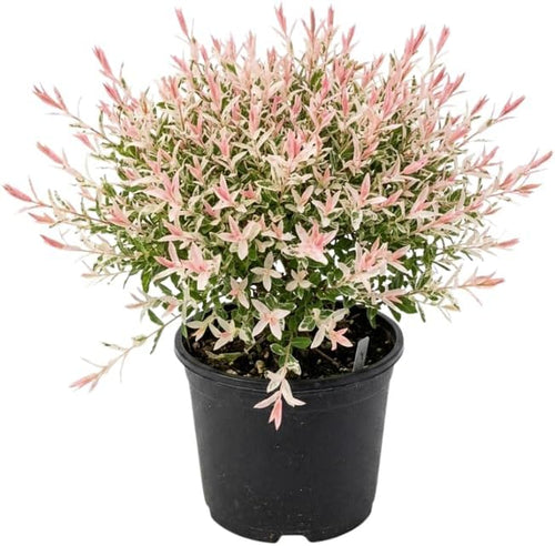 Live Tri Colored Dappled Willow Shrub, 4 Inch Pot Salix Hakuro Nishiki, Easy to Grow, Fast-Growing Variegated Ornamental Plant for Garden Borders & Landscape Accents