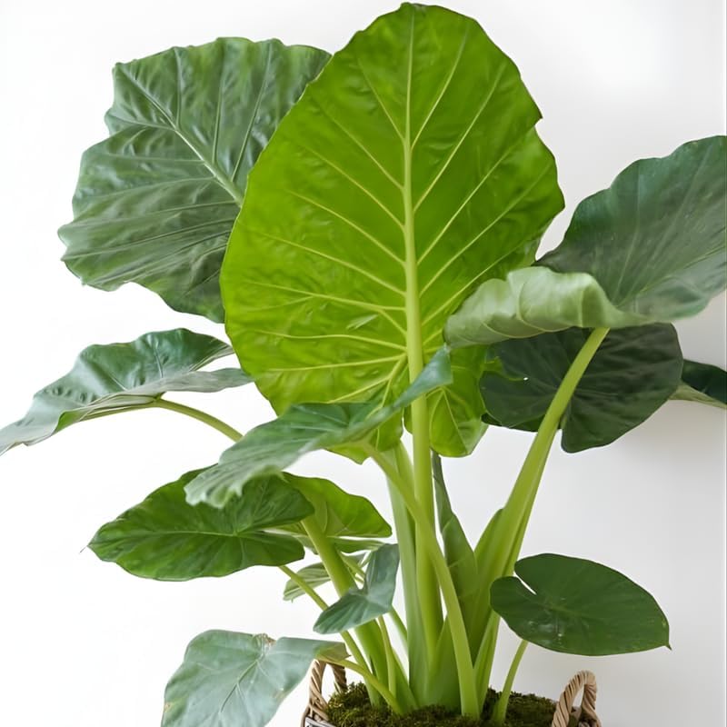 Elephant Ears Bulbs Grown Live Plant 1–2ft Tall | Colocasia Esculenta Tree for Outdoor Garden | Jungle-Style Landscaping & Shade Areas