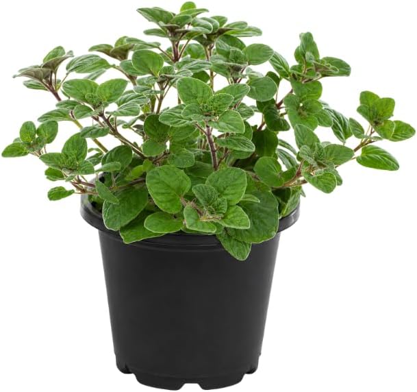 Hot & Spicy Oregano Plants Live for Planting, 3" Pot, Non GMO, High-Yield, Fragrant Culinary Perennial Herb Plant, Perfect for Patio Containers and Window Boxes