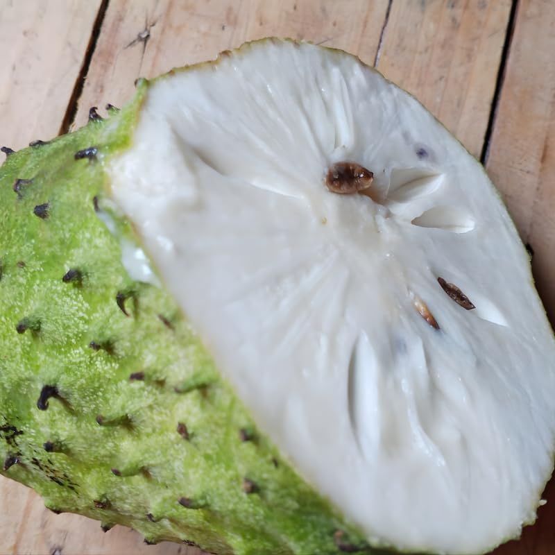 No Ship to CA, HI, AK, Soursop Live Plant, 24-30" Tall in 1 Gallon Pot, Exotic Guanabana Fruit Tree for Tropical Gardens and Patios