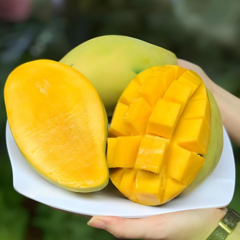 Carrie Mango Tree Live Plant | Fruit Tree 2.5–3 Ft Tall for Planting| Premium Tropical Mango Plant for Patio Containers, Yard Planting & Garden Landscapes | No Ship CA, HI, AK