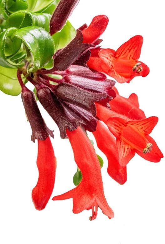 Lipstick Plants Live Houseplants Indoor |4 Inch Tall Indoor Flowering Twister Lipstick Plant Aeschywanthus for Hanging Baskets or Home Décor