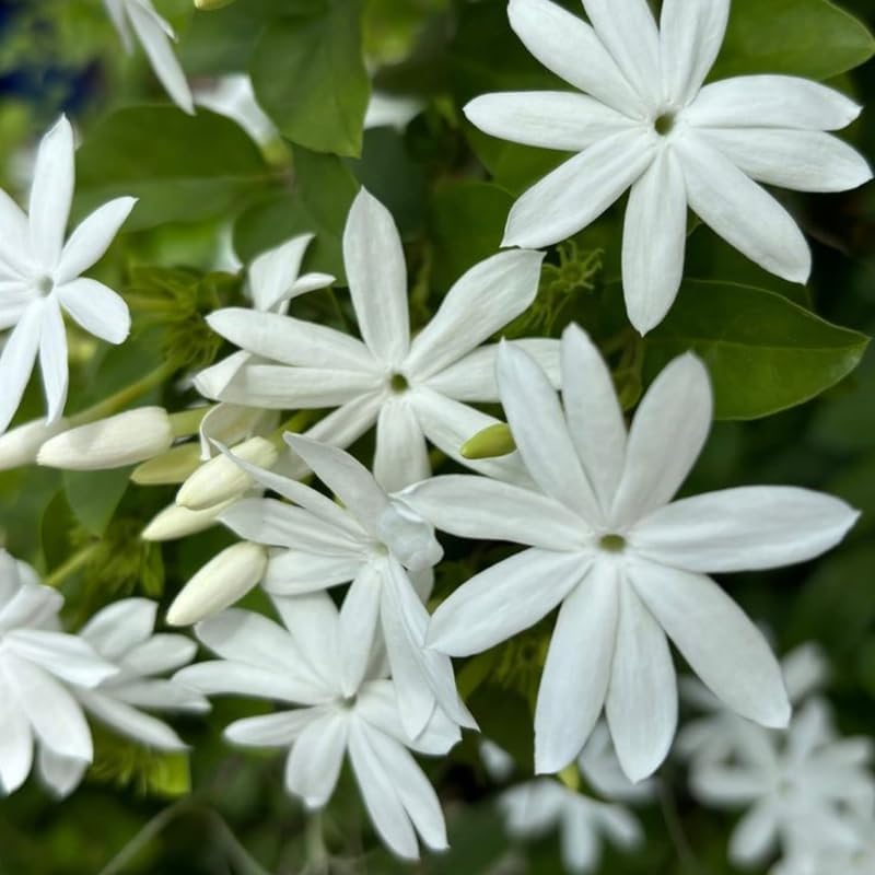 Downy Jasmine Plant Indoor Live | Fragrant White-Blooming Vine | Low Maintenance Live Jasmine Plant for Shelves, Desks & Balcony