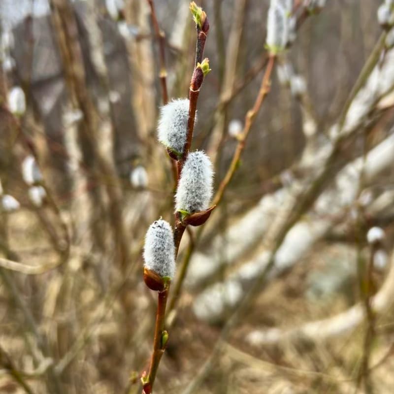 3 Pussy Willow Plant Live, French Pussy Willows for Garden Growing, 12-24 Inch Tall Dormant Trees, Suitable for Yard Planting and Decorative Use
