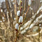 3 Pussy Willow Plant Live, French Pussy Willows for Garden Growing, 12-24 Inch Tall Dormant Trees, Suitable for Yard Planting and Decorative Use