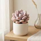 Succulent Plant Live, Pink Moonstone Succulent, 2" Potted Pachyphytum Oviferum, High-Vigor Low Maintenance Houseplant