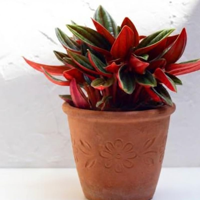 Peperomia Live Plant, Peperomia ‘Rosso’, 4" Pot, Easy Care Indoor Greenery, Decorative Pointed Foliage for Desks and Bright Spaces