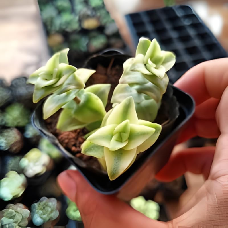 Crassula String of Buttons Live Plant | Compact Trailing Succulent in 2 Inch Pot | Plant for Home Office, Wedding Hanging Decoration & DIY Projects