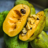 Pawpaw Tree Live Plant, 12 to 18 Inch Tall, Well-Rooted in 1 Quart Container, Cold-Hardy Edible Plant for Home Landscapes