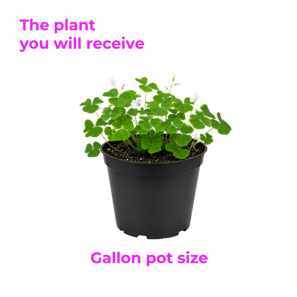 Oxalis Plant 4-6" Tall in Small Pot, Shade Loving Shamrock Plant, Vibrant Green Triangular Foliage, Hardy Perennial for Shade Gardens & Containers