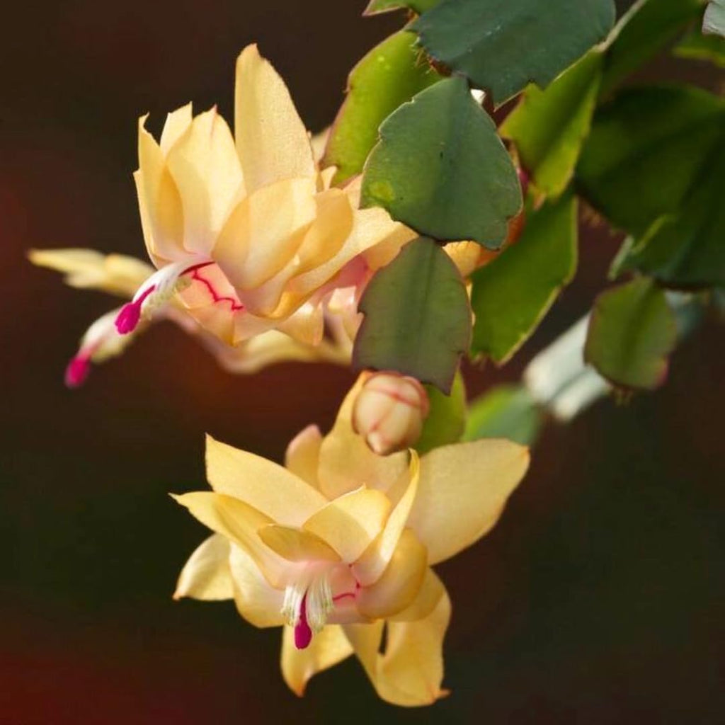 Yellow Christmas Cactus Live Houseplant | 3–4 Inch Well-Rooted Schlumbergera | Indoor Flowering Plant Gift for Birthdays & Housewarming
