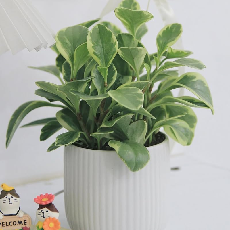 Peperomia Obtusifolia Variegated Live Plant | Baby Rubber Plant in 4'' Inch Pot | Easy-Care Peperomia Live Indoor Houseplant | Attractive Variegated Rubber Plant for Home & Office Décor