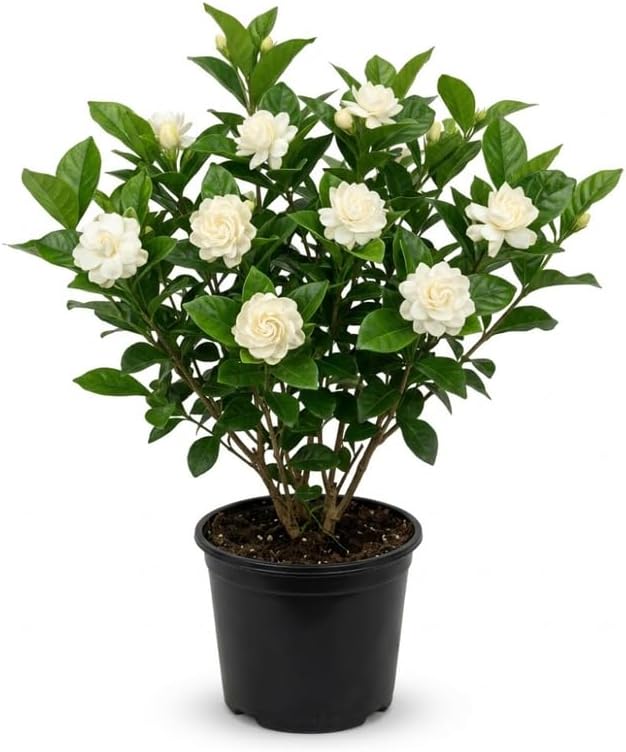 (No Ship to CA,HI,AK) Duke Jasmine Live Plant in 2 Gallon Pot, Vigorous Fragrant Flowering Shrub with Double White Blooms, Sturdy Low Maintenance Plant for Patios & Home Landscapes