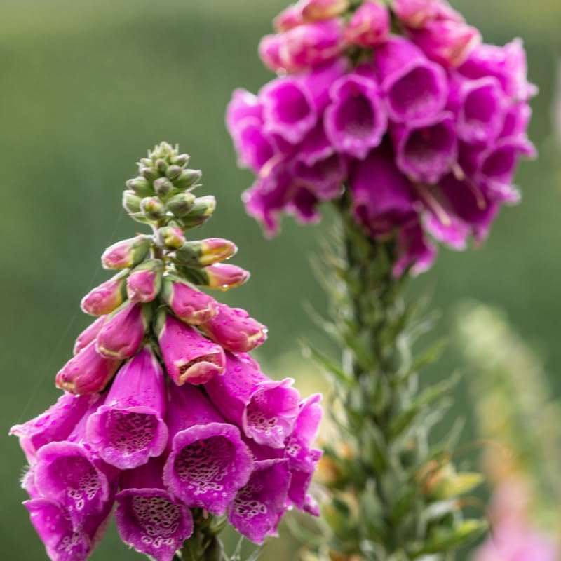 2 Foxglove Digitalis Purpurea Live Plant, 3-Inch Pot, Established Live Flowering Plant, Classic Tall Spire Blooms for Modern Landscape Design