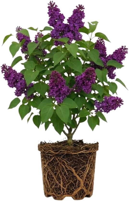 Purple Lilac Bushes Live Plant, Quart Pot, Fast Growing Lilac Plants Live, Perfect for Gardens & Landscaping