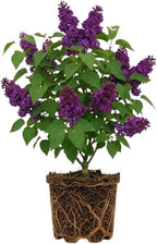 Purple Lilac Bushes Live Plant, Quart Pot, Fast Growing Lilac Plants Live, Perfect for Gardens & Landscaping