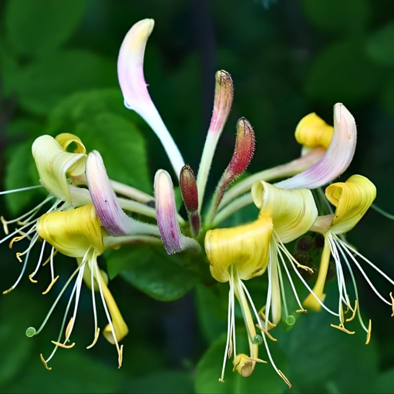 2 Live Honeysuckle Plants | 8–12 Inch Rooted Cutting Size | Fragrant Flowering Shrubs for Outdoor Gardens, Fences, and Walkways