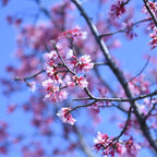 2 Okame Cherry Blossom Tree, 6-12 Inch Tall, Easy Care, Hardy Ornamental Flowering Cherry Tree, Ideal for Yard, Garden & Landscape