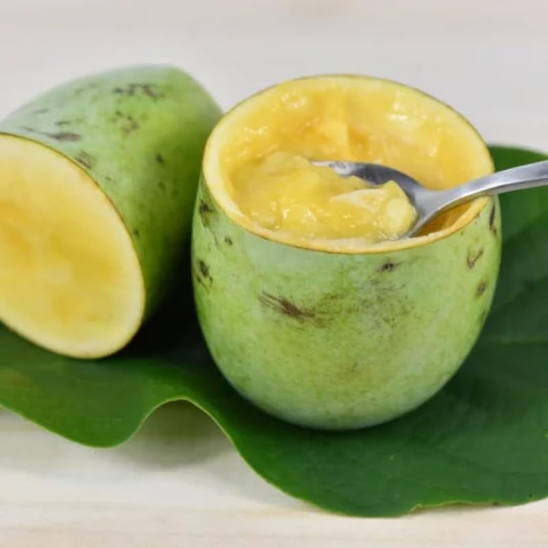 2 Pawpaw Tree Live Plant, 7 to 10 Inch Tall, Dormant Seedling | Native Fruit Tree Produces Delicious Paw Paw Fruits | Cold Hardy & Easy to Grow