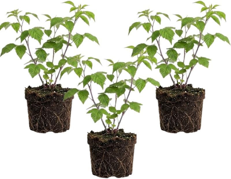 3 Raspberry Plant, Live Glencoe Raspberry, 12-24" Bare Root Plants, Easy to Grow Thornless Shrub, Sweet Plants for Garden Beds and Pots