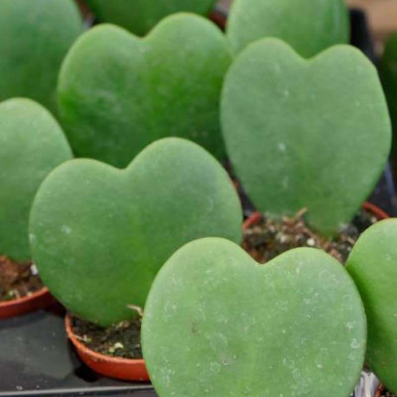 2 Hoya Heart Plant, 2 Inch Pot Size, Potted Heart-Shaped Succulent, Small Decorative Plant for Bright Indoor Areas and Shelves