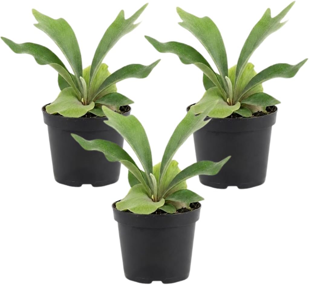 3 Staghorn Ferns Live Plants, Live Fern Plants Indoor in 4 Inch Pot, Unique Fern for Wall Mounting, Shelves and Indoor Decor